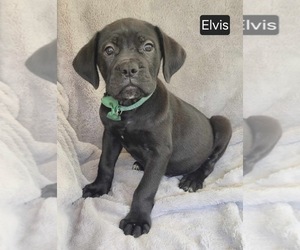 Cane Corso Puppy for sale in MINERAL WELLS, WV, USA