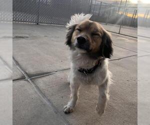 Pekingese-Tibetan Spaniel Mix Dogs for adoption in Denver, CO, USA