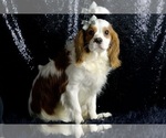 Small #8 Cavalier King Charles Spaniel