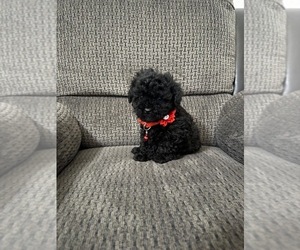 Poodle (Toy) Puppy for sale in JEFFERSONVILLE, IN, USA