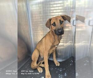 Mutt Dogs for adoption in San Antonio, TX, USA