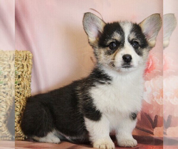 Medium Photo #4 Pembroke Welsh Corgi Puppy For Sale in COATESVILLE, PA, USA