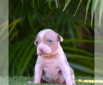 Puppy 7 American Bully