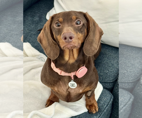 Medium Photo #1 Dachshund Puppy For Sale in Weston, FL, USA