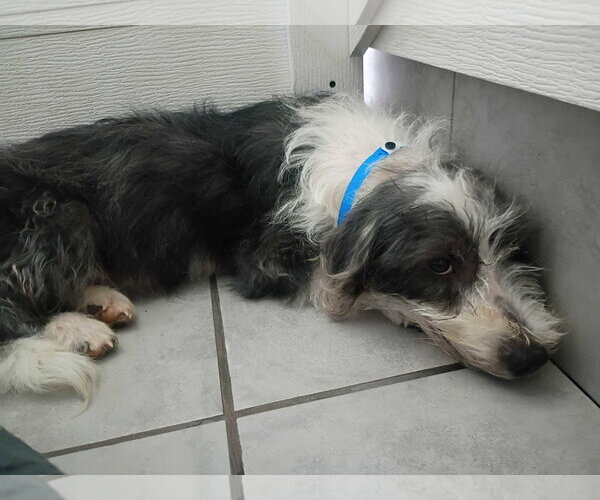 Medium Photo #5 Mutt Puppy For Sale in Pacolet, SC, USA