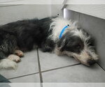 Small #4 Mutt