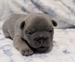 Small #1 French Bulldog