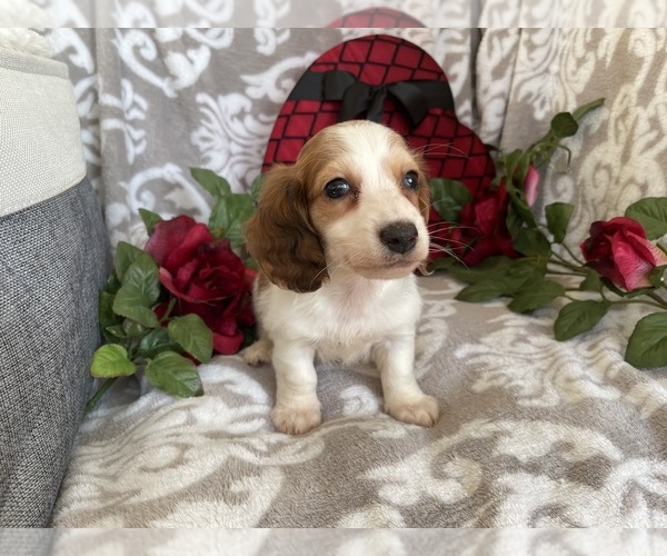 Medium Photo #3 Dachshund Puppy For Sale in SHILOH, OH, USA