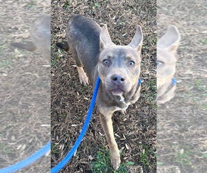 Mutt Dogs for adoption in Tarboro, NC, USA