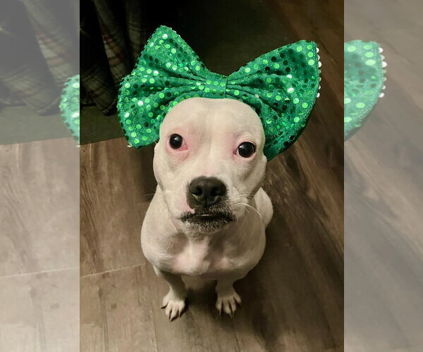 Medium Photo #3 Mutt Puppy For Sale in Plainfield, IL, USA