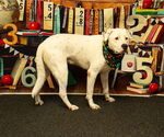 Small #1 Mutt