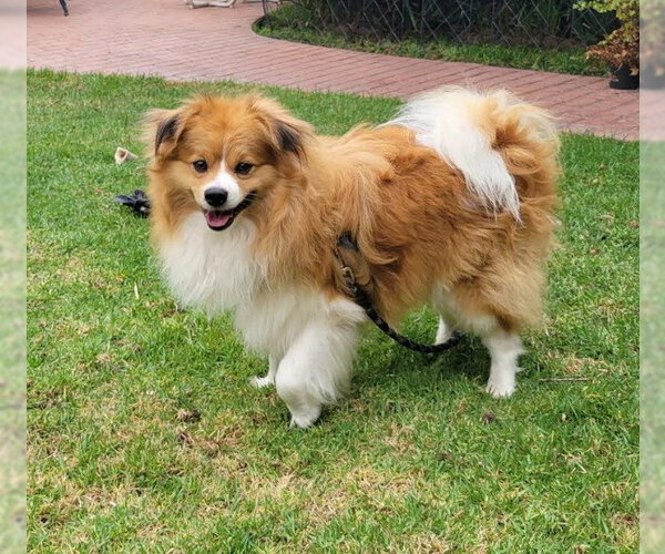 Medium Photo #2 Mutt Puppy For Sale in San Diego, CA, USA