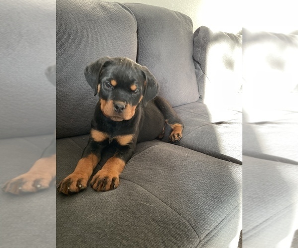 Full screen Photo #9 Rottweiler Puppy For Sale in REDDING, CA, USA
