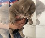 Small Photo #2 Bulldog Puppy For Sale in SLIDELL, LA, USA