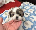 Puppy M2 Shih Tzu