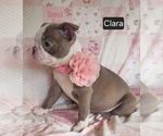 Small #7 Boston Terrier