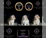 Puppy Aphrodite F1 Maltipoo