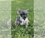 Small Photo #4 Schnauzer (Miniature) Puppy For Sale in CANOGA, NY, USA