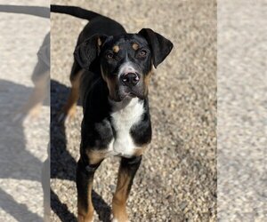 Labrador Retriever-Unknown Mix Dogs for adoption in Manchester, MO, USA