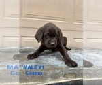 Puppy Male 1 Cosmo Goldendoodle-Labrador Retriever Mix