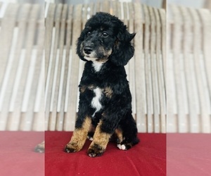Poodle (Miniature) Puppy for sale in HAMILTON, MI, USA