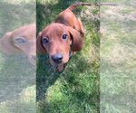 Small #3 Redbone Coonhound Mix