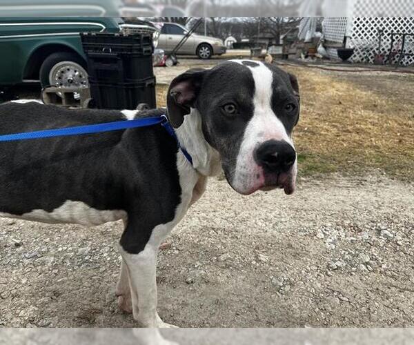 Medium Photo #1 American Staffordshire Terrier-Unknown Mix Puppy For Sale in Grand Prairie, TX, USA