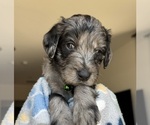 Small #1 Goldendoodle