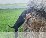 Small #3 Australian Cattle Dog-Vizsla Mix