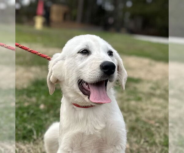 Medium Photo #1 Great Pyrenees-Unknown Mix Puppy For Sale in Yardley, PA, USA