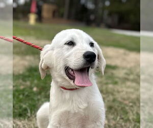 Great Pyrenees-Unknown Mix Dogs for adoption in Yardley, PA, USA