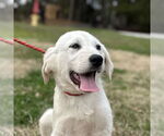 Small Great Pyrenees Mix