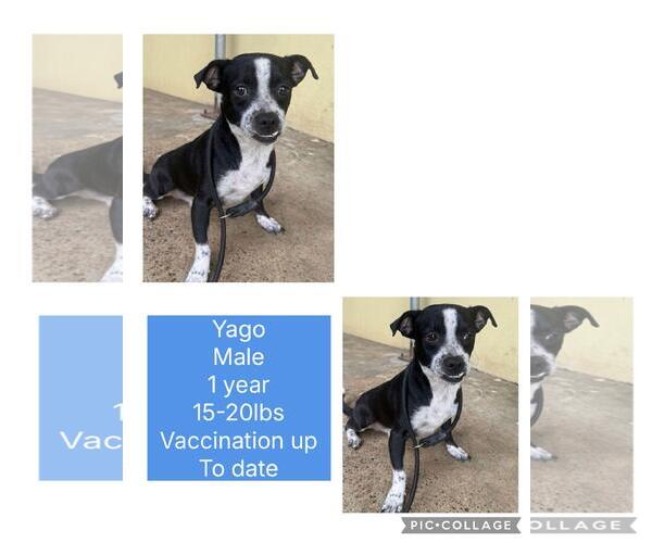 Medium Photo #1 Pointer-Whippet Mix Puppy For Sale in Virginia Beach, VA, USA