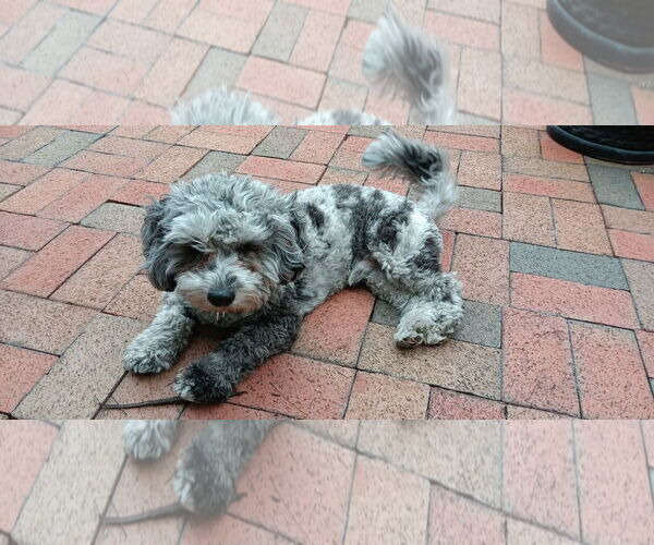 Medium Photo #10 Shih Tzu-Unknown Mix Puppy For Sale in Arlington, VA, USA