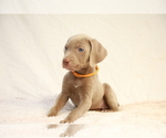 Small Photo #8 Weimaraner Puppy For Sale in HEMET, CA, USA