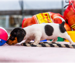 Small #2 Dachshund