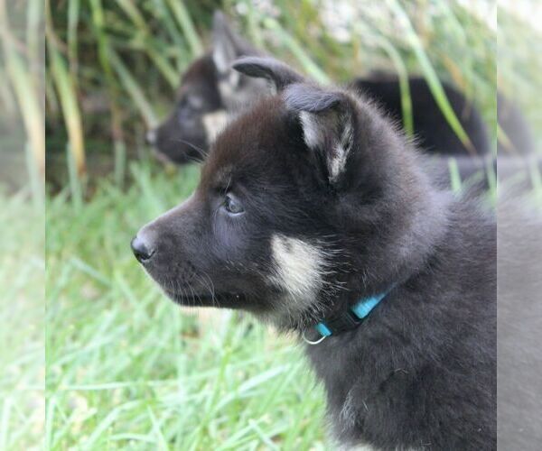 Medium Photo #11 German Shepherd Dog-Siberian Husky Mix Puppy For Sale in OTTAWA, KS, USA