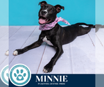 Small #17 American Staffordshire Terrier Mix
