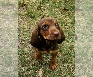 Bloodhound Puppy for sale in TOCCOA, GA, USA