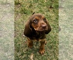 Small Bloodhound