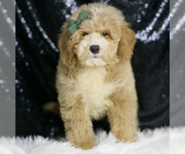 Medium Photo #2 Goldendoodle (Miniature) Puppy For Sale in WARSAW, IN, USA