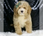 Small #1 Goldendoodle (Miniature)