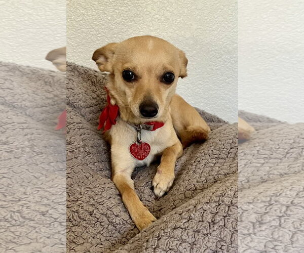 Medium Photo #1 Chihuahua Puppy For Sale in Lancaster, CA, USA