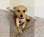 Small Chihuahua