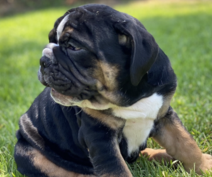 English Bulldog Puppy for sale in BOX SPRINGS, CA, USA