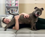 Small #1 American Pit Bull Terrier Mix