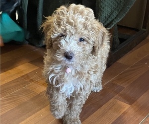 Goldendoodle (Miniature) Puppy for sale in BUFFALO, NY, USA