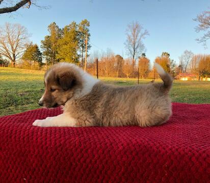 Medium Photo #2 Collie Puppy For Sale in CENTERTOWN, TN, USA