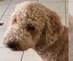 Small Photo #1 Goldendoodle Puppy For Sale in LAKE MARY, FL, USA