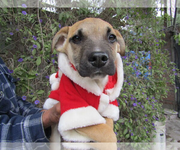 Medium Photo #1 Collie-Unknown Mix Puppy For Sale in San Diego, CA, USA